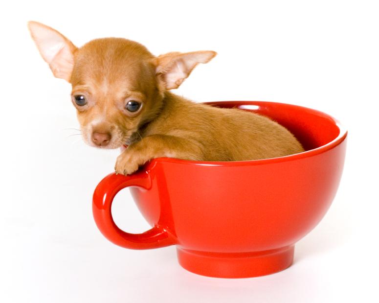 Brown Chihuahua Dog Playing In Red Tea Cup