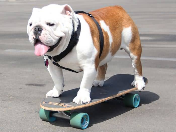 Brown and White Bulldog Enjoying On Skateboard