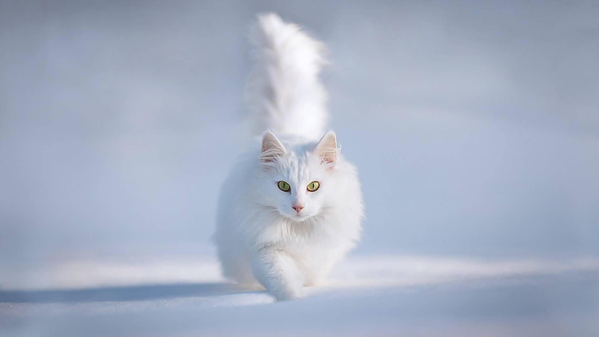 Lovely Pure White Persian Cat In Snow