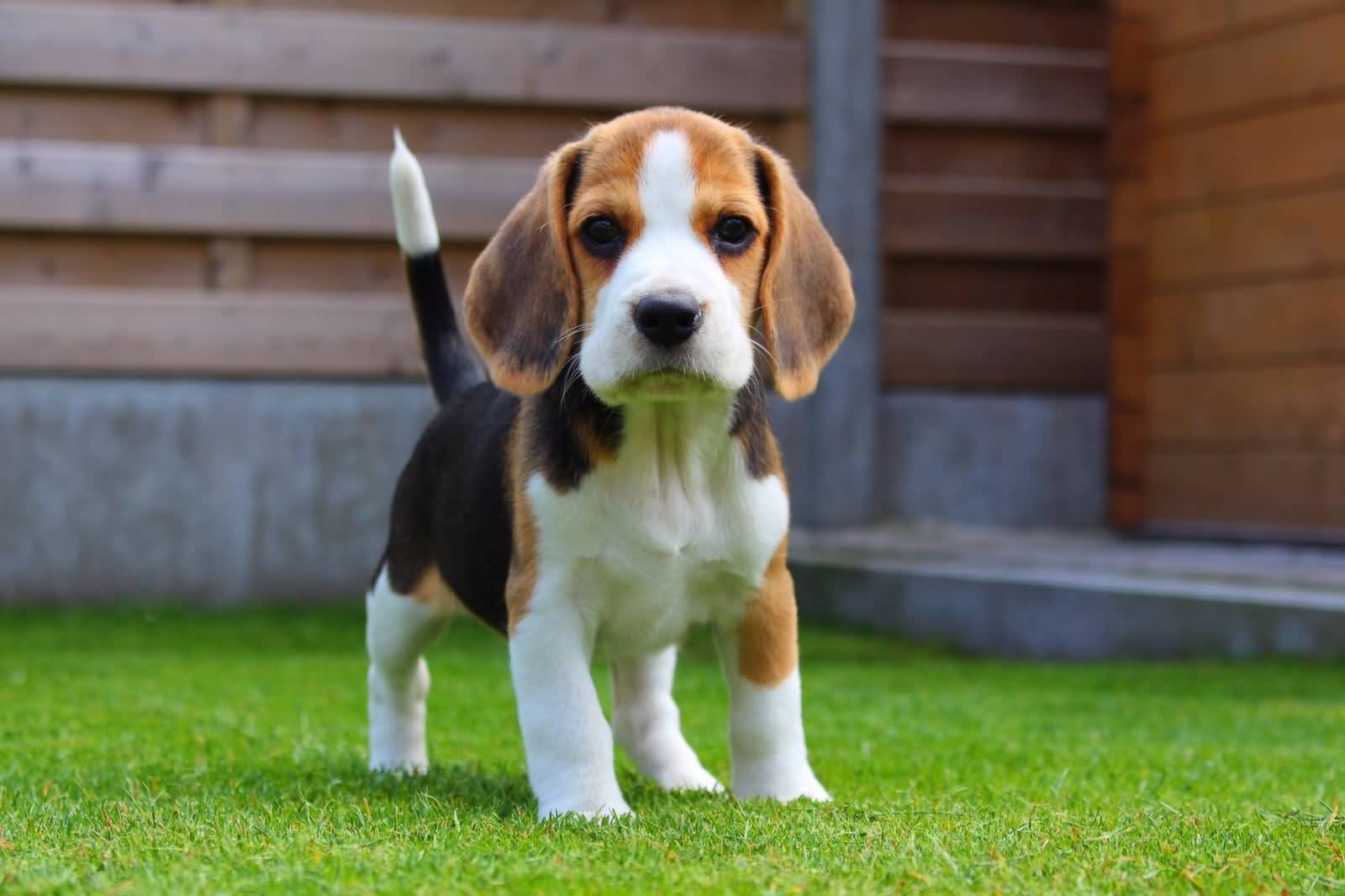 Nice Miniature Beagle Dog Standing In Garden