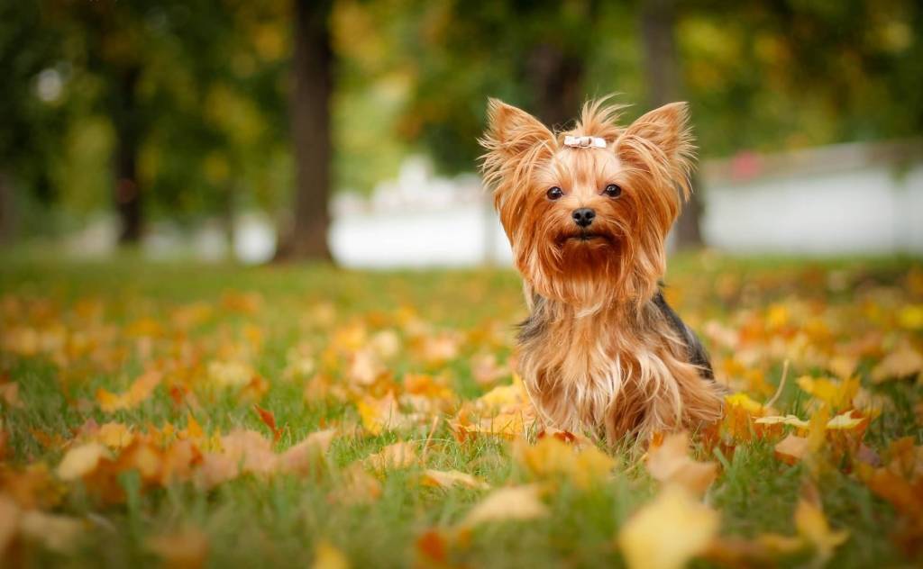 Amazing Brown Yorkshire Terrier Dog Sitting In Garden